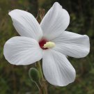 20 Seeds Abelmoschus ficulneus White Wild Musk Mallow Native Rosella edlcy (Seeds) 20 Seeds Abelmoschus ficulneus White Wild Musk Mallow Native Rosella edlcy (Seeds)
