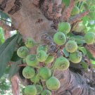 200 Seeds Ficus hispida edlcy (Seeds) 200 Seeds Ficus hispida edlcy (Seeds)