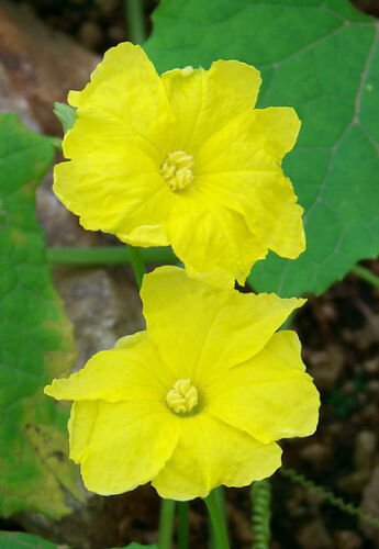 10 Seeds Luffa acutangula Angled Loofah Chinese Okra Ribbed Gourd edlcy (Seeds)