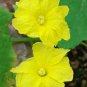 10 Seeds Luffa acutangula Angled Loofah Chinese Okra Ribbed Gourd edlcy (Seeds)