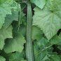 10 Seeds Luffa acutangula Angled Loofah Chinese Okra Ribbed Gourd edlcy (Seeds)