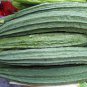 10 Seeds Luffa acutangula Angled Loofah Chinese Okra Ribbed Gourd edlcy (Seeds)