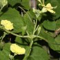 10 Seeds Luffa acutangula Angled Loofah Chinese Okra Ribbed Gourd edlcy (Seeds)