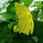10 Seeds Luffa acutangula Angled Loofah Chinese Okra Ribbed Gourd edlcy (Seeds)