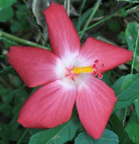 20 Seeds Abelmoschus moschatus Abelmosk Ambrette Annual hibiscus edlcy (Seeds)