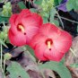 20 Seeds Abelmoschus moschatus Abelmosk Ambrette Annual hibiscus edlcy (Seeds)