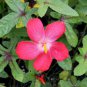 20 Seeds Abelmoschus moschatus Abelmosk Ambrette Annual hibiscus edlcy (Seeds)