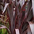 10 Seeds Phormium Marshas Red edlcy (Seeds)