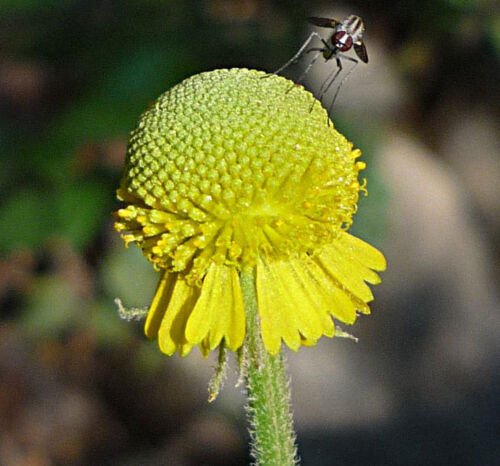 200 Seeds Helenium puberulum Autumn Lollipop Sneezeweed edlcy (Seeds)