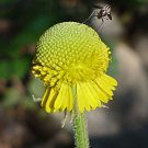 200 Seeds Helenium puberulum Autumn Lollipop Sneezeweed edlcy (Seeds)