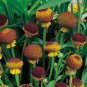 200 Seeds Helenium puberulum Autumn Lollipop Sneezeweed edlcy (Seeds)