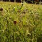 200 Seeds Helenium puberulum Autumn Lollipop Sneezeweed edlcy (Seeds)