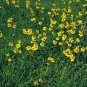 200 Seeds Helenium puberulum Autumn Lollipop Sneezeweed edlcy (Seeds)