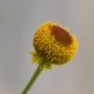 200 Seeds Helenium puberulum Autumn Lollipop Sneezeweed edlcy (Seeds)