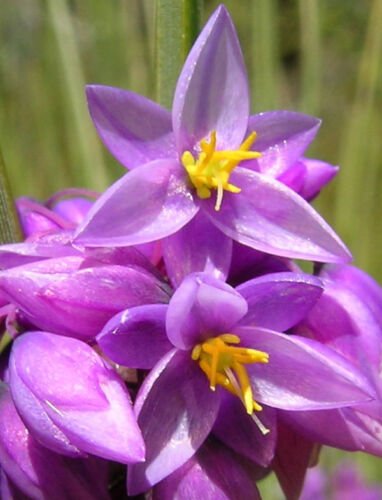50 Seeds Sowerbaea juncea Vanilla Rush Lily edlcy (Seeds)