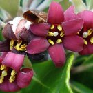 10 Seeds Pittosporum crassifolium Karo Stiffleaf Cheesewood edlcy (Seeds)