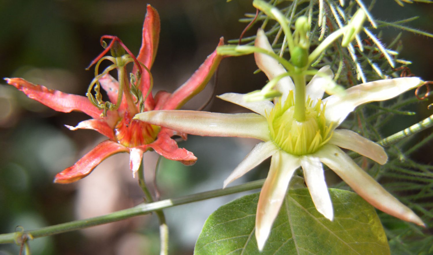 10 Seeds Passiflora herbertiana edlcy (Seeds)