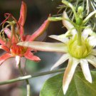 10 Seeds Passiflora herbertiana edlcy (Seeds)