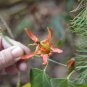 10 Seeds Passiflora herbertiana edlcy (Seeds)