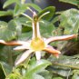 10 Seeds Passiflora herbertiana edlcy (Seeds)