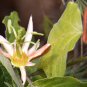10 Seeds Passiflora herbertiana edlcy (Seeds)