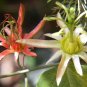 10 Seeds Passiflora herbertiana edlcy (Seeds)
