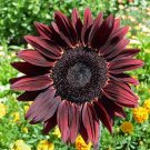 350 Seeds Chocolate Cherry Sunflower - Helianthus annuus edlcy (1/4 oz Seeds) 350 Seeds Chocolate Cherry Sunflower - Helianthus annuus edlcy (1/4 oz Seeds)