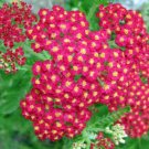 1500 Seeds Red Yarrow Wildflower Seeds - Achillea millefolium edlcy (1/4 Gram Seeds) 1500 Seeds Red Yarrow Wildflower Seeds - Achillea millefolium edlcy (1/4 Gram Seeds)