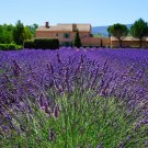 450+ Seeds Lavender Vera English Wildflower Seeds - Lavandula angustifolia edlcy (1/2 Gram Seeds)