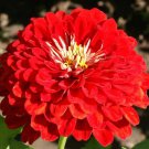 1000 Seeds Zinnia Cherry Queen Flower Seeds edlcy (1/4 oz Seeds) 1000 Seeds Zinnia Cherry Queen Flower Seeds edlcy (1/4 oz Seeds)