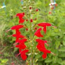 300 Seeds Scarlet Sage Wildflower Seeds - Salvia splendens edlcy (1/2 Gram Seeds) 300 Seeds Scarlet Sage Wildflower Seeds - Salvia splendens edlcy (1/2 Gram Seeds)