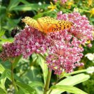 70 Seeds Rose ( Pink Swamp ) Milkweed Seeds - Asclepias incarnata edlcy (1/2 Gram Seeds)