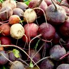 180+ Seeds Rainbow Mix Beet Seeds - Red Gold White with Chioggia edlcy (1/8 oz Seeds)