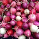 40 Seeds Radish Easter Rainbow Mix Heirloom Seeds edlcy (1 Gram Seeds) 40 Seeds Radish Easter Rainbow Mix Heirloom Seeds edlcy (1 Gram Seeds)
