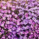 1100 Seeds Purple Rockcress Wildflower Seeds - Aubrieta deltoidea edlcy (1/2 Gram Seeds) 1100 Seeds Purple Rockcress Wildflower Seeds - Aubrieta deltoidea edlcy (1/2 Gram Seeds)