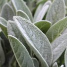 870 Seeds Prairie Sage Wildflower Seeds - Artemisia ludoviciana edlcy (1/10 Gram Seeds)