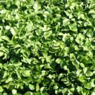 640 Seeds Peppercress Herb Heirloom Seed - Curled Pepper Cress Lepidium sativum edlcy (1 Gram Seeds) 640 Seeds Peppercress Herb Heirloom Seed - Curled Pepper Cress Lepidium sativum edlcy (1 Gram Seeds)