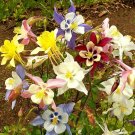 350+ Seeds McKana's Giant Columbine Mix Seeds - Aquilegia caerulea edlcy (1/2 Gram Seeds) 350+ Seeds McKana's Giant Columbine Mix Seeds - Aquilegia caerulea edlcy (1/2 Gram Seeds)