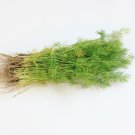 1400 Seeds Dill Bouquet Herb Seeds - Anethum graveolens edlcy (2 Grams Seeds)
