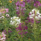 1500 Seeds Cleome Colorful Mix Wildflower Seeds - Hassleriana edlcy (1/8 oz Seeds) 1500 Seeds Cleome Colorful Mix Wildflower Seeds - Hassleriana edlcy (1/8 oz Seeds)