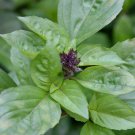 2000 Seeds Cinnamon Basil Culinary Herb Seeds edlcy (1/8 oz Seeds)