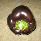 60 Seeds Chocolate Beauty Bell Pepper Seeds edlcy (1/2 Gram Seeds)