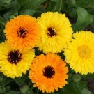 550 Seeds Calendula Fiesta Gitana Mix edlcy (1/8 oz Seeds) 550 Seeds Calendula Fiesta Gitana Mix edlcy (1/8 oz Seeds)