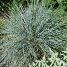 2750 Seeds Blue Fescue Ornamental Grass Seeds - Festuca glauca edlcy (1/8 oz Seeds)