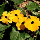 135 Seeds Black Eyed Susan Vine Flower Seeds - Thunbergia alata edlcy (1/8 oz Seeds)