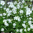 2750 Seeds Baby's Breath Seeds edlcy (1/8 oz Seeds)