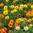 400 Seeds African Daisy Mix Wildflower Seeds - Osteospermum edlcy (1 Gram Seeds)