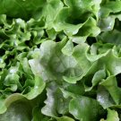 600 Seeds Black Seeded Simpson Leaf Lettuce Heirloom Seeds edlcy (1 Gram Seeds)