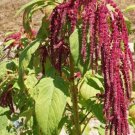 1500 Seeds Love Lies Bleeding Amaranth Seeds edlcy (1 Gram Seeds) 1500 Seeds Love Lies Bleeding Amaranth Seeds edlcy (1 Gram Seeds)