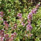 600+ Seeds Creeping Thyme Heirloom Herb Seeds - Thymus serpyllum edlcy (1/10 Gram Seeds)